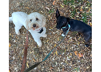 4 Paws Walkies 4 Paws Walkies