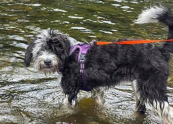 4bypaw Dog Walking and Pet Sitting