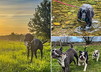 4bypaw Dog Walking and Pet Sitting