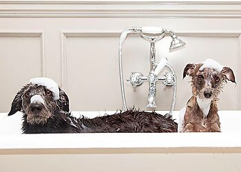 A1 Dog Grooming in Exeter, UK