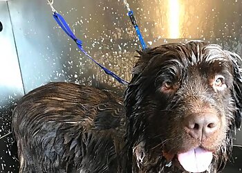 3 Best Pet Grooming in Exeter, UK - Expert Recommendations