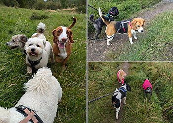 A Dog’s Best Friend Ltd