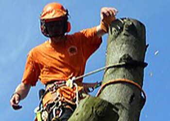 AGM Tree Surgery