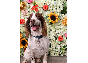 AJs Classy Canines AJs Classy Canines