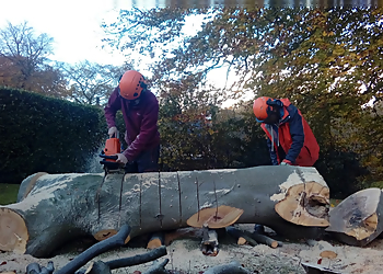 A & M Brown Tree Surgeons