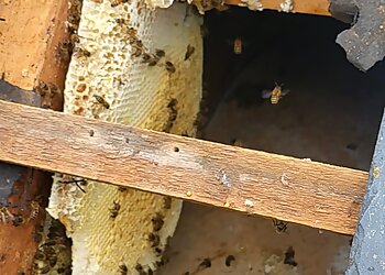 ASW Pest Control Specialists Ltd