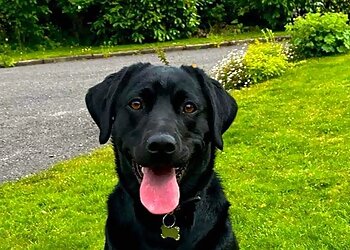Aber falls Kennels and Cattery