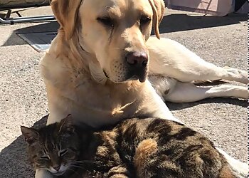 Aber falls Kennels and Cattery