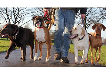 Abington Dog Walking