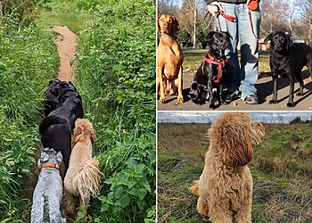 Abington Dog Walking