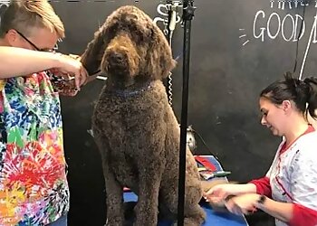 Able Groomer School and Salon Ltd
