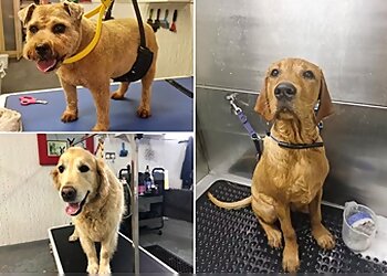 Absolute Dogs Paisley