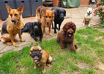 Absolute Obedience Ltd.