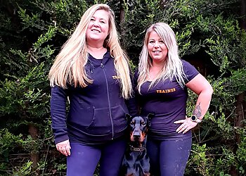 Watford dog trainers Absolute Obedience Ltd. image 1