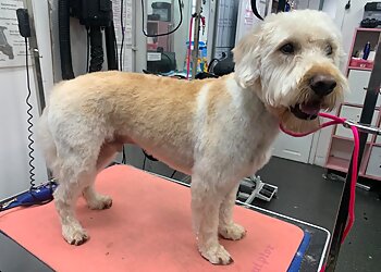 Absolutely Animals Ltd