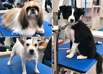 Absolutely Animals Ltd