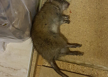 AccuRat Pest Management Ltd