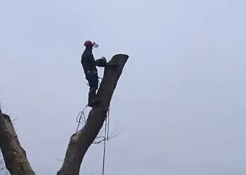 Ace Tree Surgeons