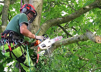 Acer Tree Services Ltd