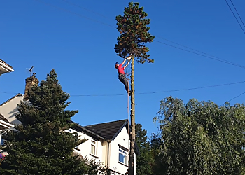 Acer Trees and Logs Acer Trees and Logs