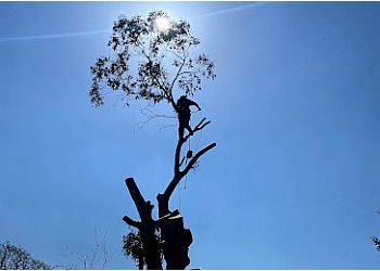 Acorn Tree Specialist Ltd.