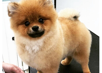 Adorable Paws Dog Grooming Salon