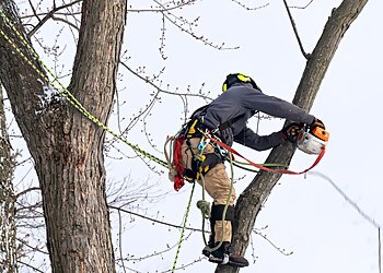 Albany Tree Care