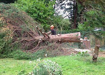 Alexander Carson Tree & Garden Services