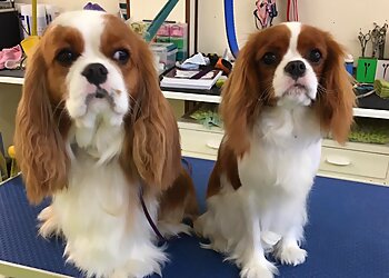 Aliwags Pet Grooming