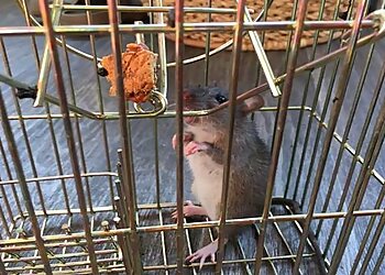 All Aspects Pest Control Ltd.