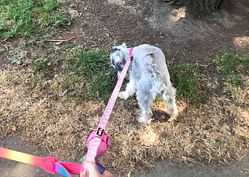 All Paws Cat Sitter & Dog Walker Swansea