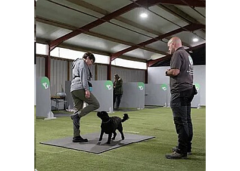 All Positive Dog Services Ltd