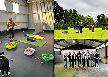 All Positive Dog Services Ltd