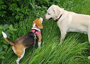 All Seasons Dog Walking and Pet Care