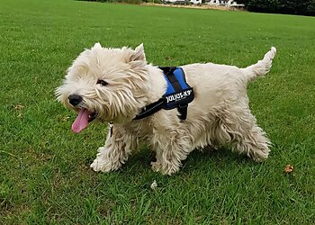 All Seasons Dog Walking and Pet Care