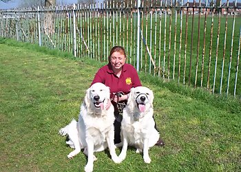 Stoke On Trent dog walkers All Seasons Dog Walking and Pet Care image 1