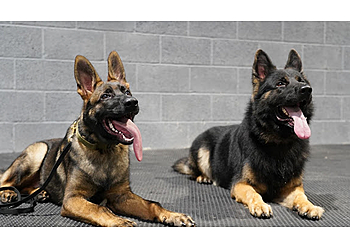Alliance K9 Alliance K9