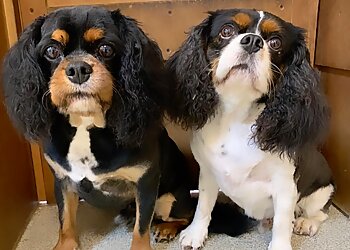 Allsorts Dog Grooming