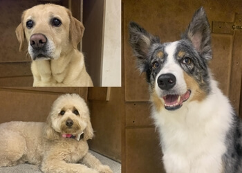 Allsorts Dog Grooming