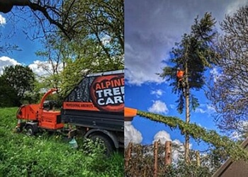 Alpine Tree Care