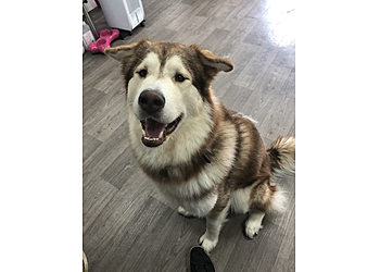 Alysons k9 Grooming (Groom with Care)