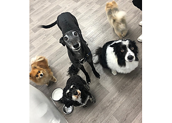 Alysons k9 Grooming (Groom with Care)