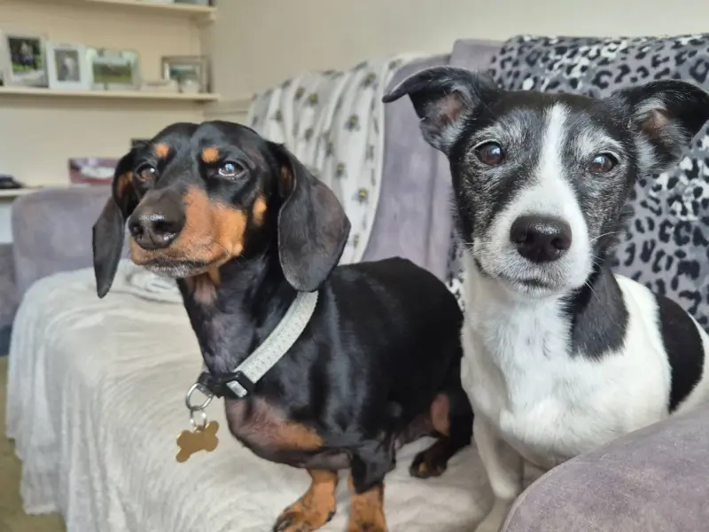 images/AmberPetSupplies-Rochdale-UK-review-3