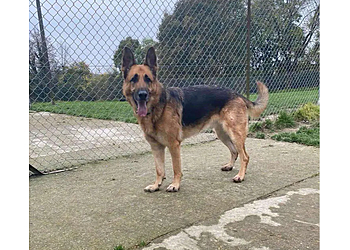 Ambergate Kennels & Cattery
