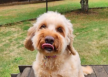 Amblewood Kennels And Cattery