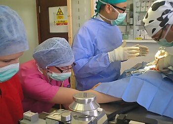 Andrew Mellor Veterinary Surgeons