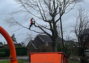 Andrew's Arboriculture