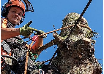 Andrew's Arboriculture