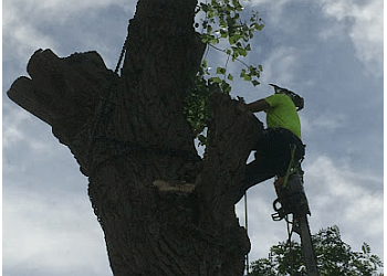 Andy Gardner Specialist Tree Care & Landscapes