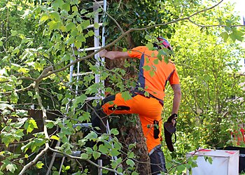 Angus Tree Services